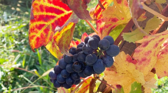 VENDANGES 2024