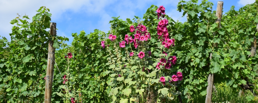 ROSES TRÉMIÈRES AU CLOS ST IMER