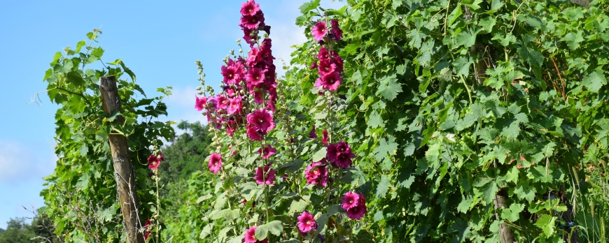 ROSES TRÉMIÈRES AU CLOS ST IMER